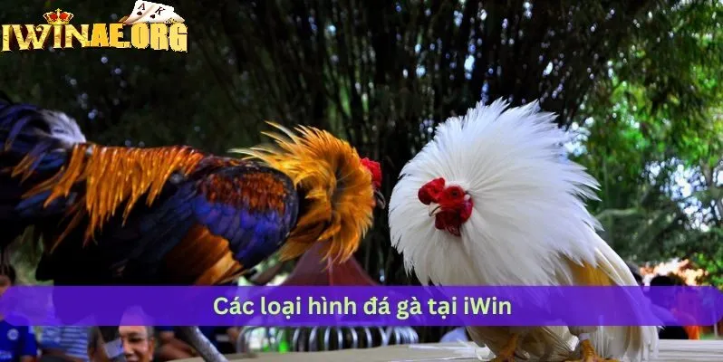 Thiên đường đá gà trực tuyến tại Iwin