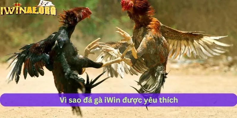 Các loại hình đá gà online Iwin siêu cuốn hút