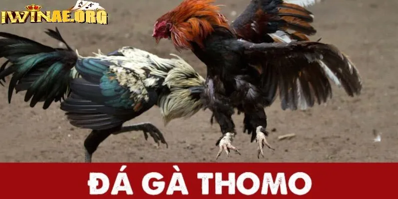 Cách phân định thắng thua Đá Gà Thomo Iwin