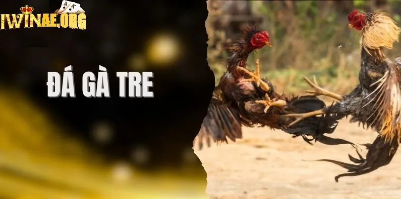 Nguồn gốc và câu chuyện của gà tre Thomo